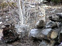 Doris Casey-Bobcat_ranch_rockies_Fix